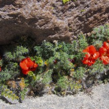 Red flowers at more than 5000 meters sea-level